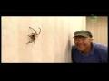 /7d2fbb12aa-huntsman-spider